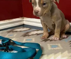 Blue tri and lilac tri Pitbull pups for sale
