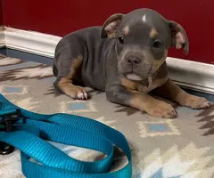 Blue tri and lilac tri Pitbull pups for sale
