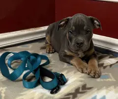 Blue tri and lilac tri Pitbull pups for sale