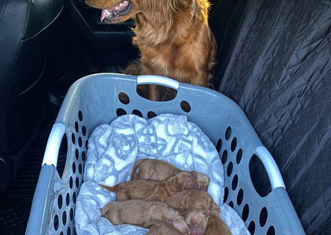 Full AKC registered golden retriever puppies for sale