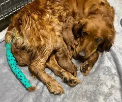 Full AKC registered golden retriever puppies for sale