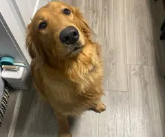 Full AKC registered golden retriever puppies for sale
