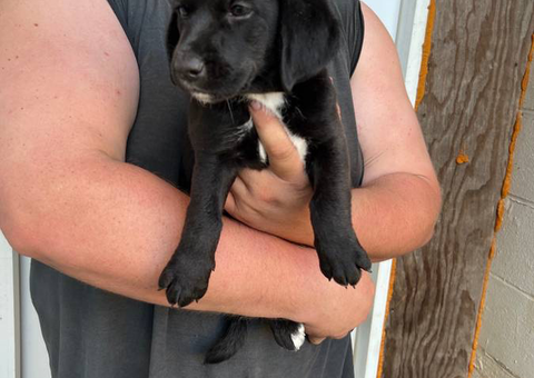 7 weeks old Basset hound puppies