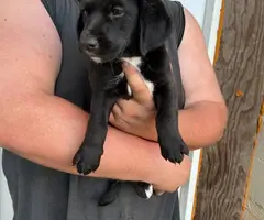 7 weeks old Basset hound puppies - 1