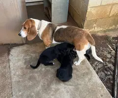 7 weeks old Basset hound puppies - 2