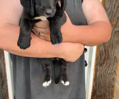 7 weeks old Basset hound puppies - 3