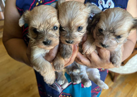 Maltese Yorkie babies ready in July