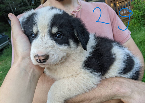 Border Collie Pyrenees mix pups