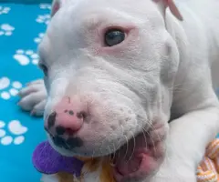 Solid white Pitbull puppy for sale - 1