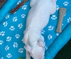 Solid white Pitbull puppy for sale - 2