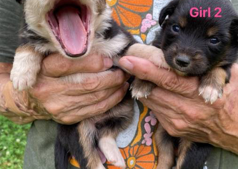 Full blooded Australian Shepherd Puppies for sale
