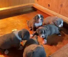 Healthy pitbull bully mix puppies - 2
