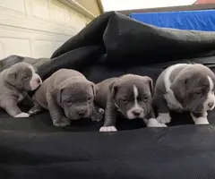 Healthy pitbull bully mix puppies - 3