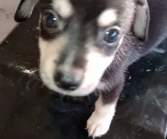 Teacup Chihuahua mix puppies for sale