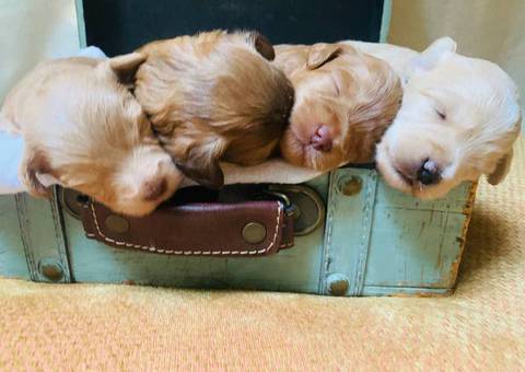 F2 Schnoodle puppies for sale