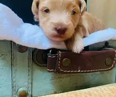 F2 Schnoodle puppies for sale - 6