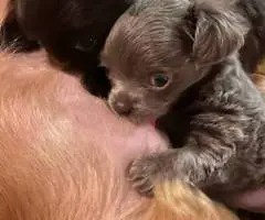 Female long haired Chihuahua puppy for sale - 2
