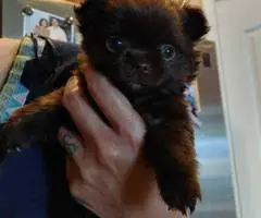 Female long haired Chihuahua puppy for sale - 3