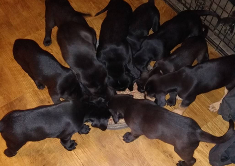 Bluetick coonhound lab mix puppie