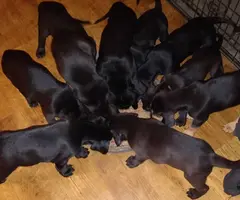 Bluetick coonhound lab mix puppie - 1