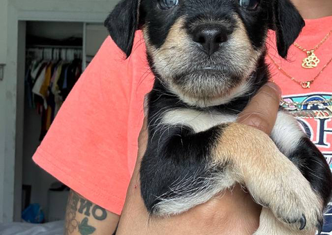2 female Malchi puppies for adoption