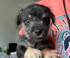 2 female Malchi puppies for adoption - 2