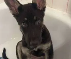 8 month old German Shepherd puppy with papers