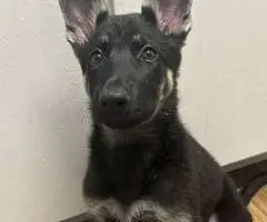 8 month old German Shepherd puppy with papers - 3