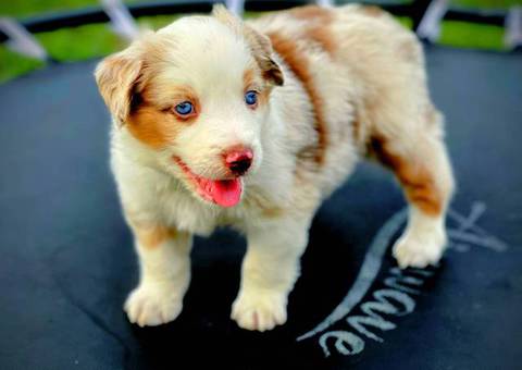Beautiful Red Mini Aussie puppies for sale