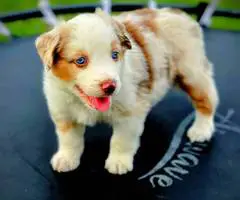 Beautiful Red Mini Aussie puppies for sale