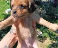 6 Chiweenie puppies for sale - 5