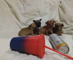 4 Tea Cup Chihuahua puppies