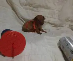 4 Tea Cup Chihuahua puppies