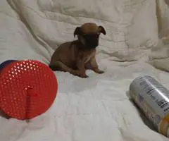 4 Tea Cup Chihuahua puppies