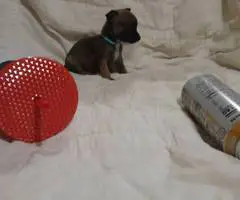 4 Tea Cup Chihuahua puppies