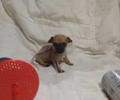 4 Tea Cup Chihuahua puppies