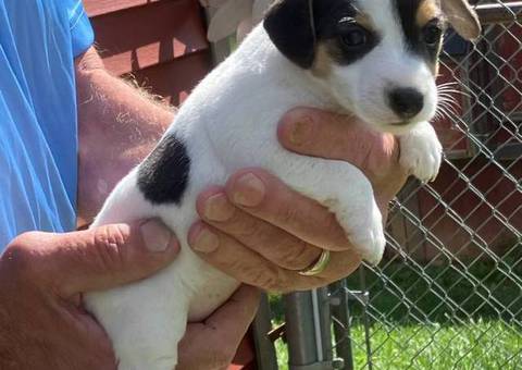 3 Female Jack Russell terrier puppies