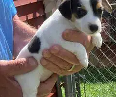 3 Female Jack Russell terrier puppies