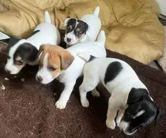 3 Female Jack Russell terrier puppies - 2