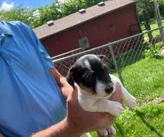 3 Female Jack Russell terrier puppies - 3