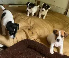 3 Female Jack Russell terrier puppies - 4