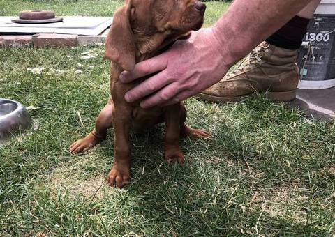 4 Vizsla puppies for sale