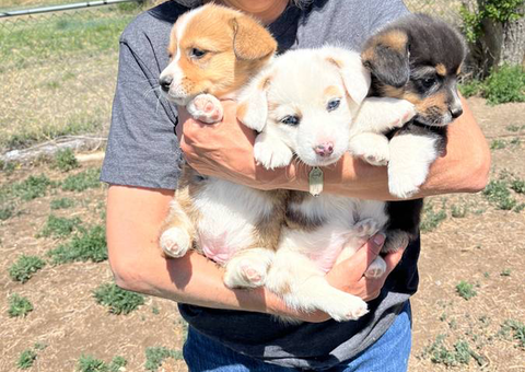 3 female Corgi puppies for sale