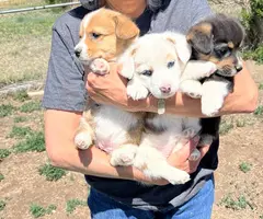 3 female Corgi puppies for sale - 1