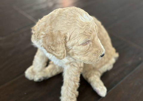 Apricot and black standard poodle puppies for sale