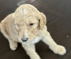 Apricot and black standard poodle puppies for sale - 2