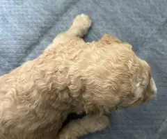 Apricot and black standard poodle puppies for sale - 9