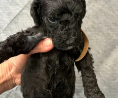 Apricot and black standard poodle puppies for sale - 10
