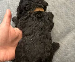 Apricot and black standard poodle puppies for sale - 11