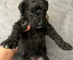 Apricot and black standard poodle puppies for sale - 12